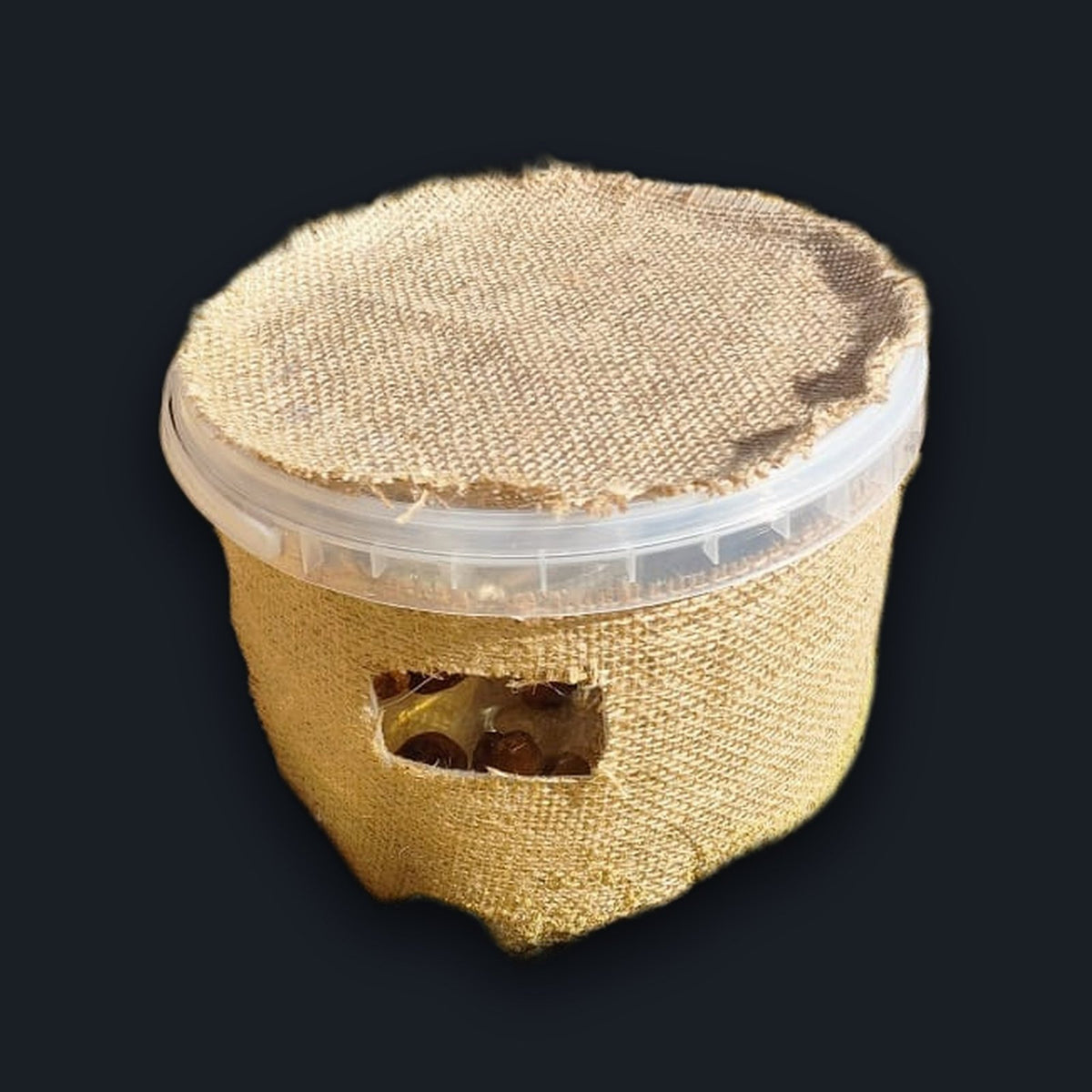 مصيدة سوسة النخيل مع الفرمون